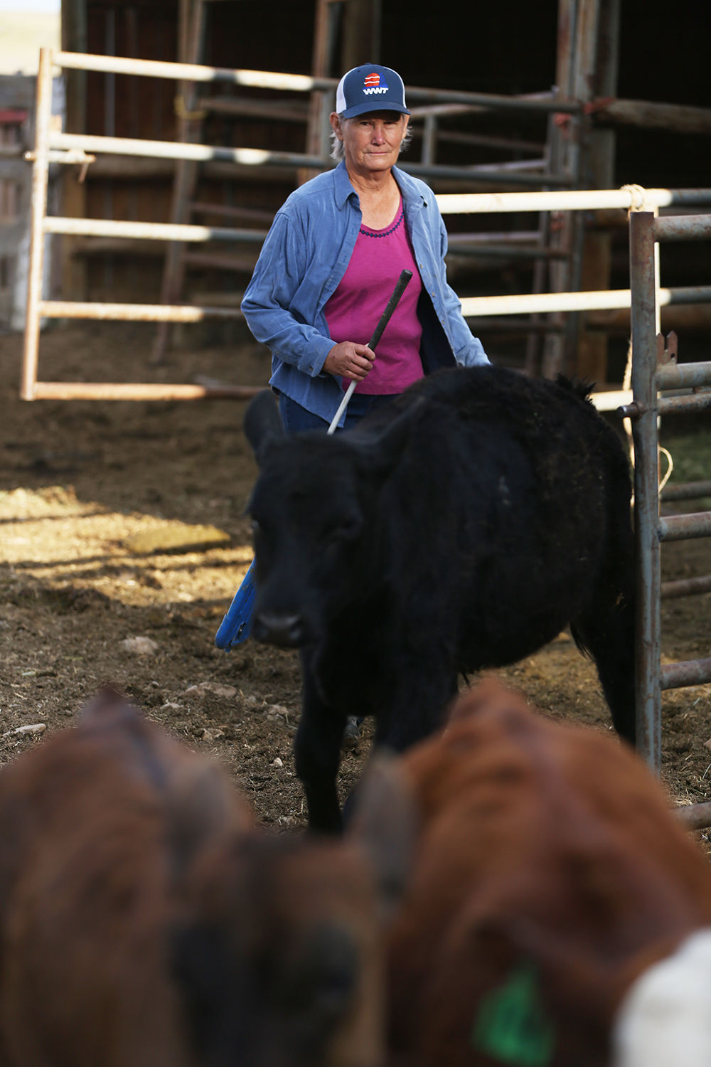 Sue Jarrard lets the calves out into their run for their own morning grain